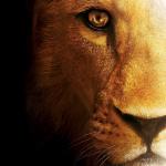 isarigul kullanıcısının resmi